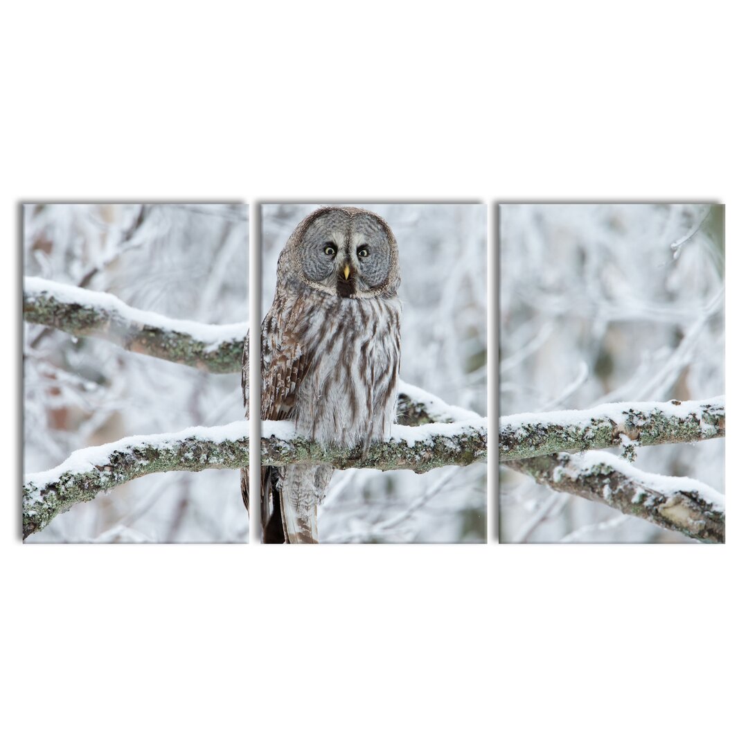 3-tlg. Leinwandbilder-Set Owl on a Branch