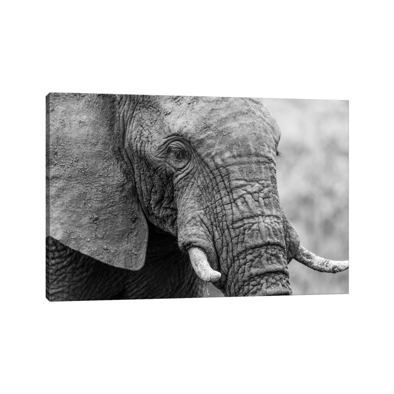 Sleeping Elephant by Anders Jorulf - Wrapped Canvas Painting, 20.32 cm H x 30.48 cm W