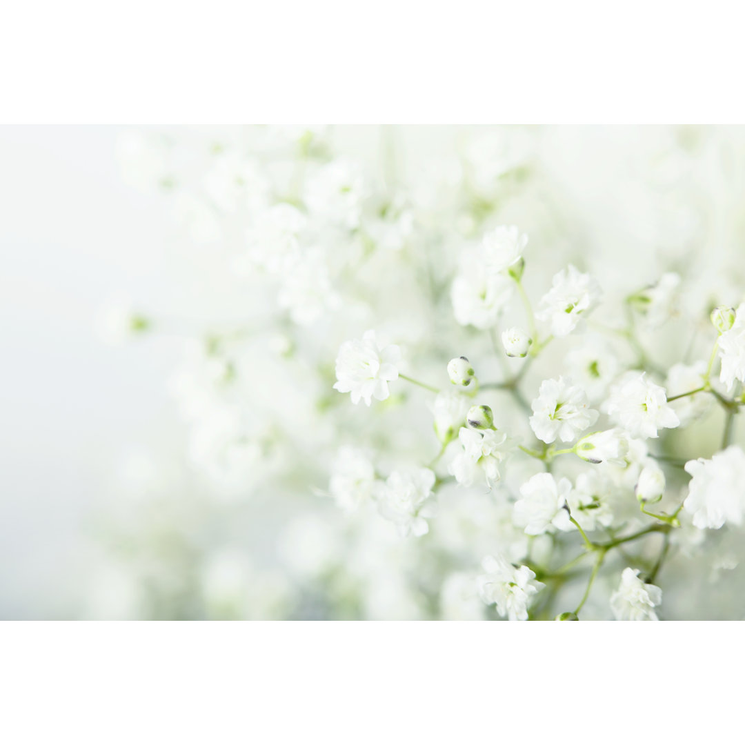 Baby Breath Flowers Background von Diane Labombarbe - Leinwanddrucke auf Leinwand