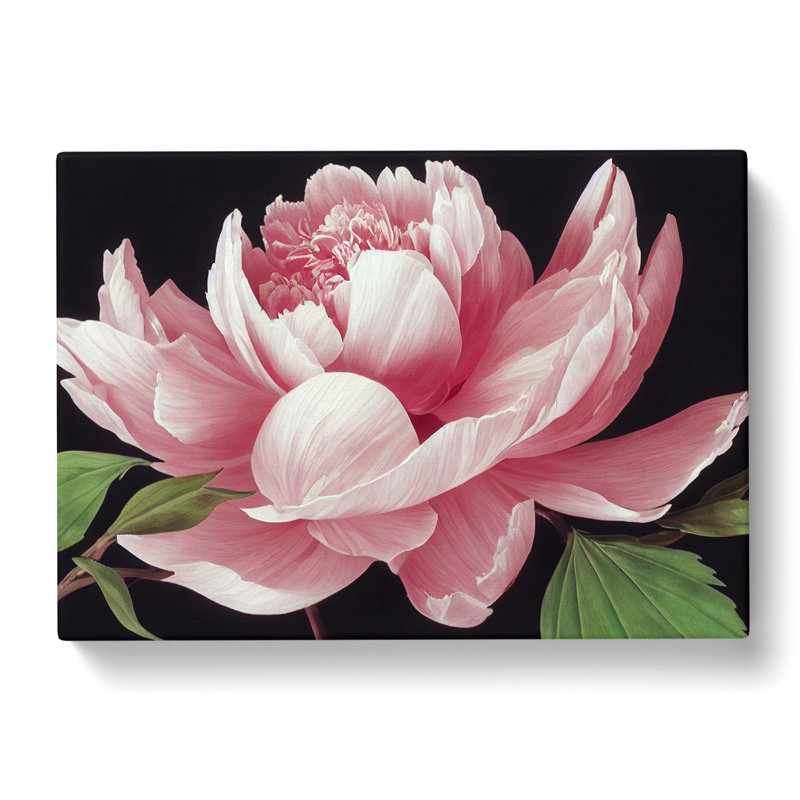 Delicious Peony Flower - Wrapped Canvas, 40cm H x 60cm W x 3cm D