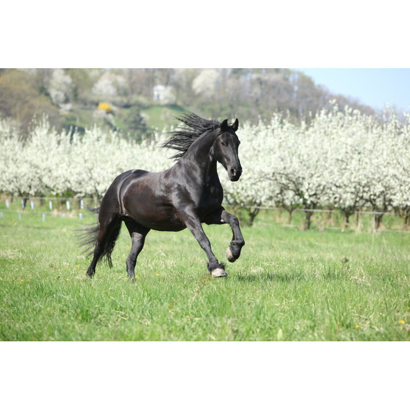 «Black Horse Runing» par Kwantse - photographie sur toile tendue, L 12 po x H 8 po