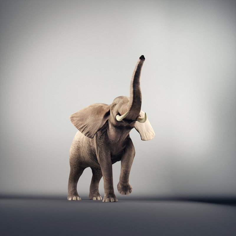 Joyful Elephant by Orla - Wrapped Canvas Print, 30cm H x 30cm W