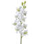 Just Cut Dendrobium 27 po 