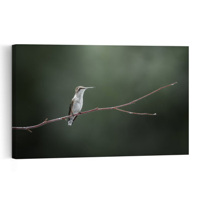Ruby-Throated Hummingbird Perched Delicate Peaceful Serene Hummingbird Bird Nature Wildlife Wall Art Print by Atul Saluja - Print