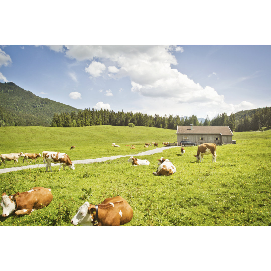 Kiskimere Cattle Grazing - Wrapped Canvas Print