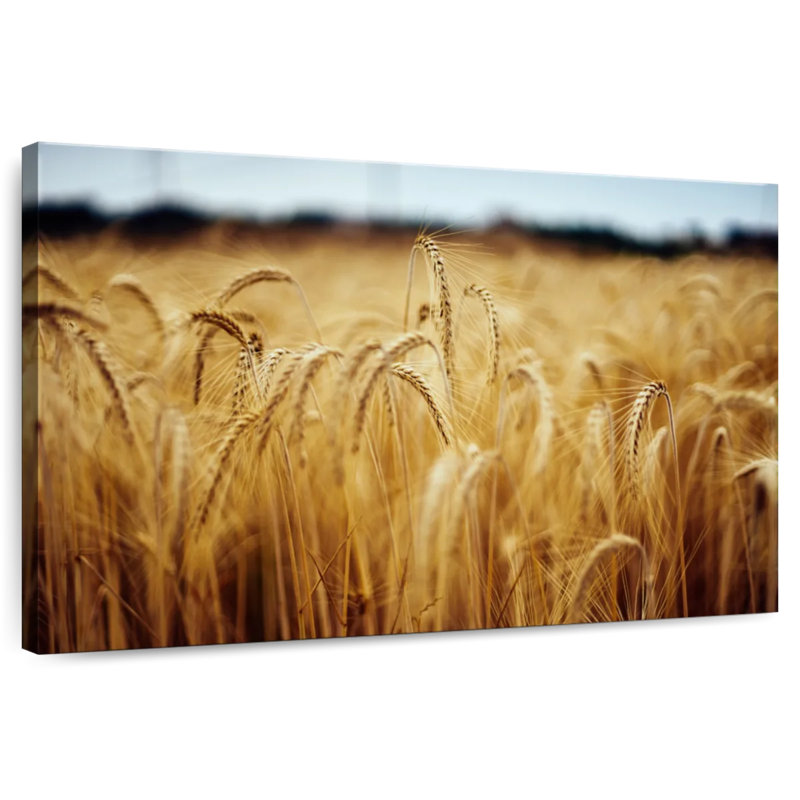 Harnek Field Of Wheat