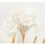 Porcelain Flowers