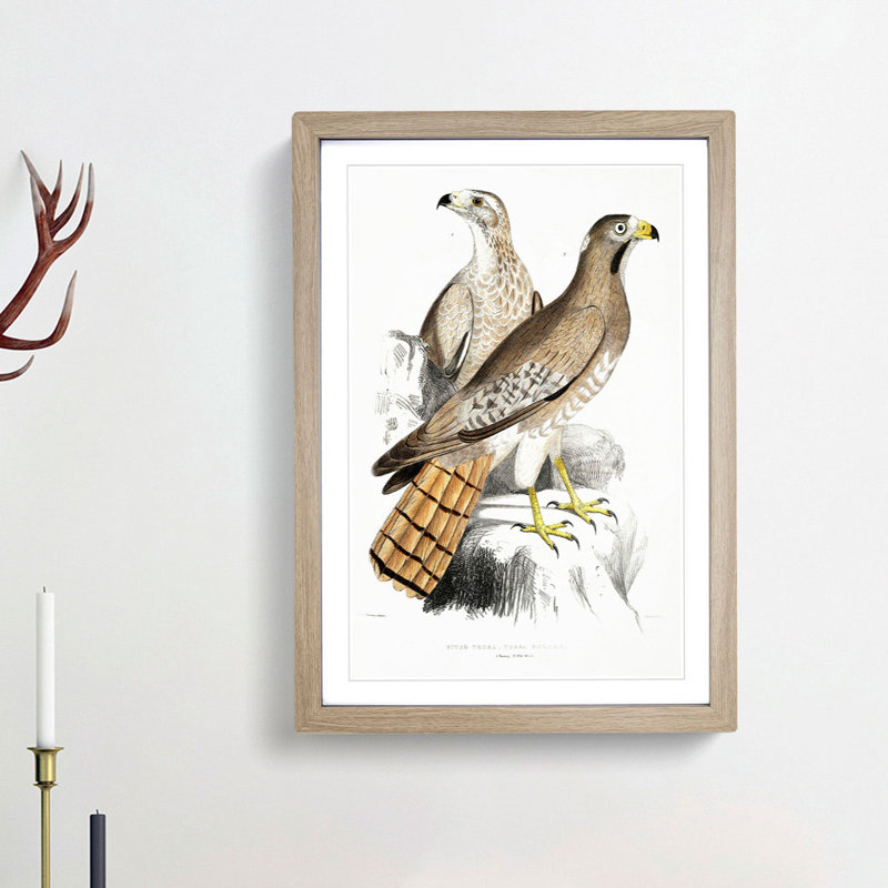 Two Eagles by John Edward Gray - Framed Print, 36cm H x 27cm W x 2cm D, Oak Framed