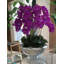 Arrangement floral orchidées dans un pot-83110832