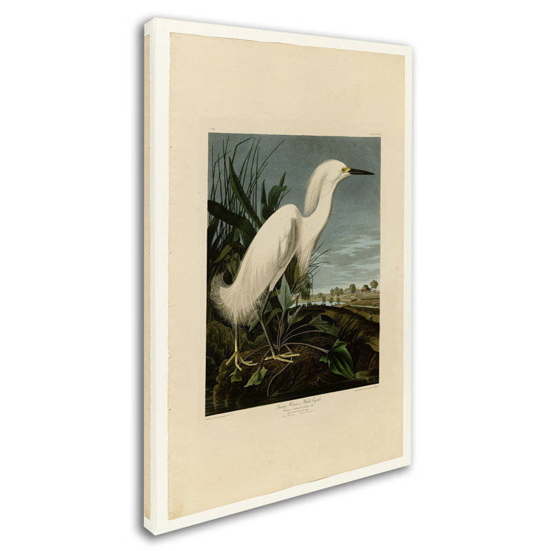« snowy héron » par john james audubon, impression sur toile tendue, H 32 po x l 22 po