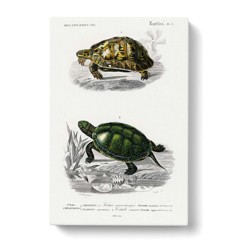 Tortoise & Turtle Illustrations PL. 1 by Charles D' Orbigny - Wrapped Canvas Painting, 50cm H x 35cm W x 3cm D