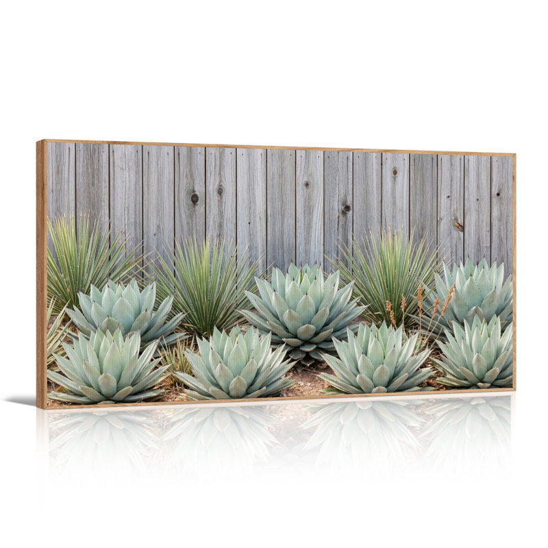 «Blue Agave Plants Contre Grey»