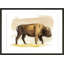 «Bison S croquis I» par Grace Popp - peinture encadrée-684181103-778907003