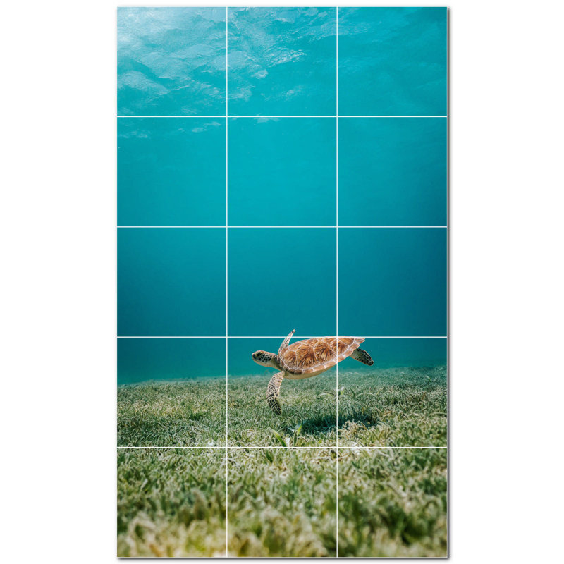 Tortue photo 6 x 6