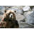 Grizzly - Wrapped Canvas Print-1325925986