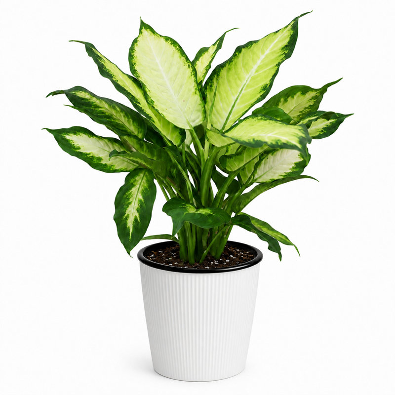 Dieffenbachia 'Camille' 4‑Inch Live Plant