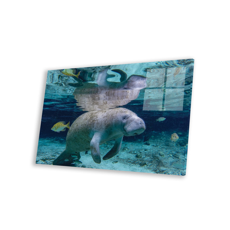 «Gavan Florida Manatee» par Eric Fisher