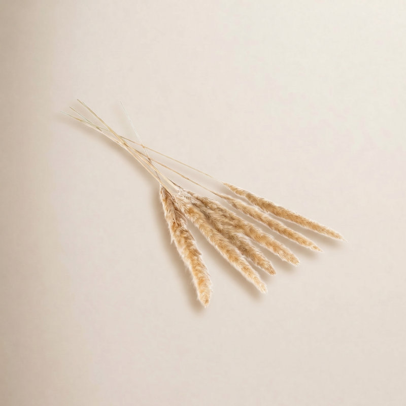 Noemie Pampas Grass, Tan
