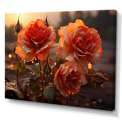 " Coral Roses Charm At Morning "