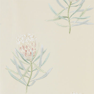 Protea Flower Wallpaper