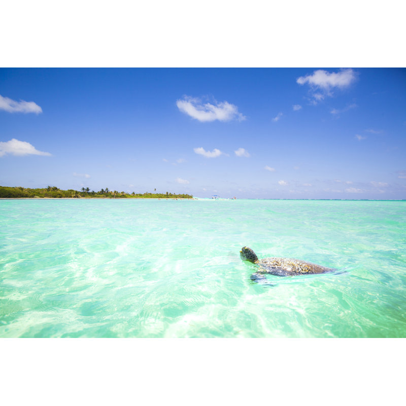 Caribbean Sea Scenery With Turtle - Wrapped Canvas Print, 51cm H x 76cm W x 3.8cm D