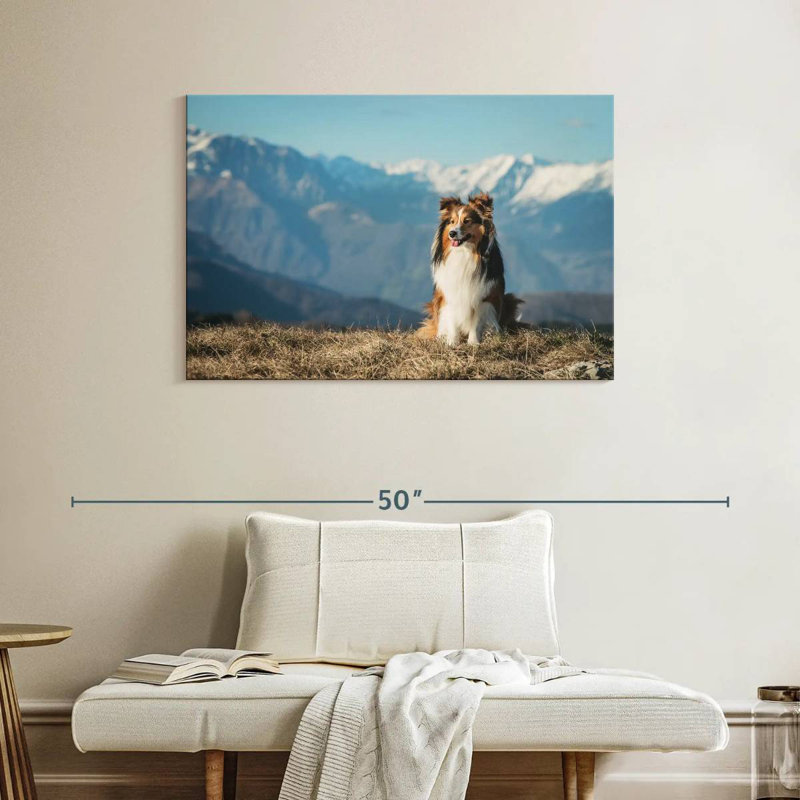 Brampt Shetland Sheepdog, 26" H x 39" W