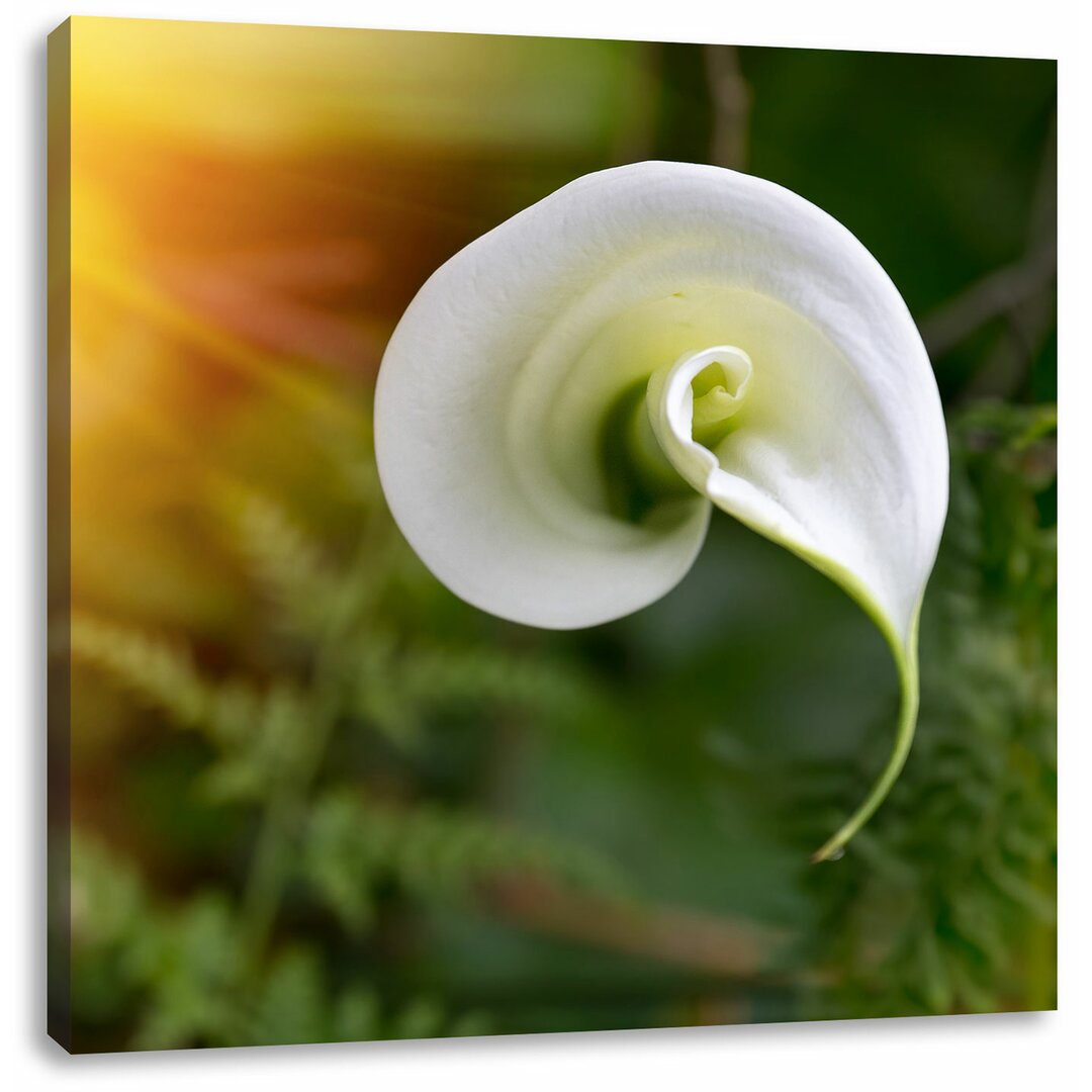 Leinwandbild Wunderschöne weiße Calla Lilie Blüte