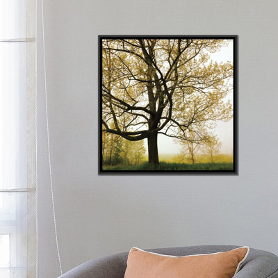 Arbre du matin, reproduction de photo sur toile tendue