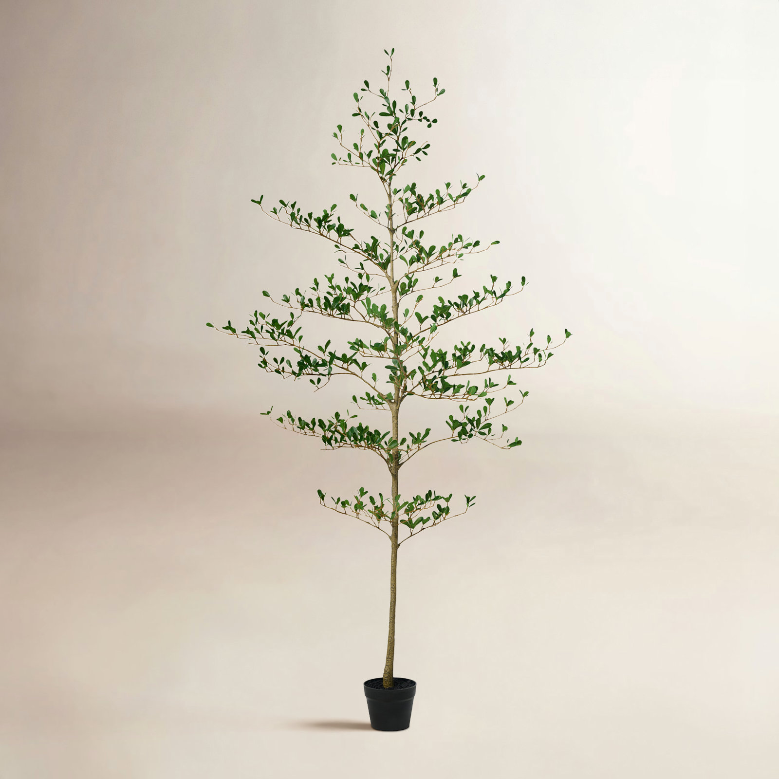 Adcock Olive Tree in Pot, 72" H x 22" W x 22" D