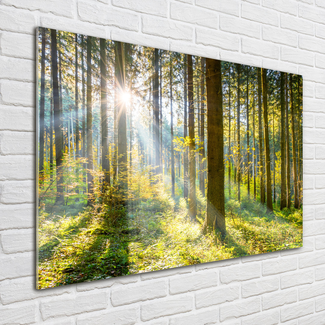 Glasbild Wald in der Sonne