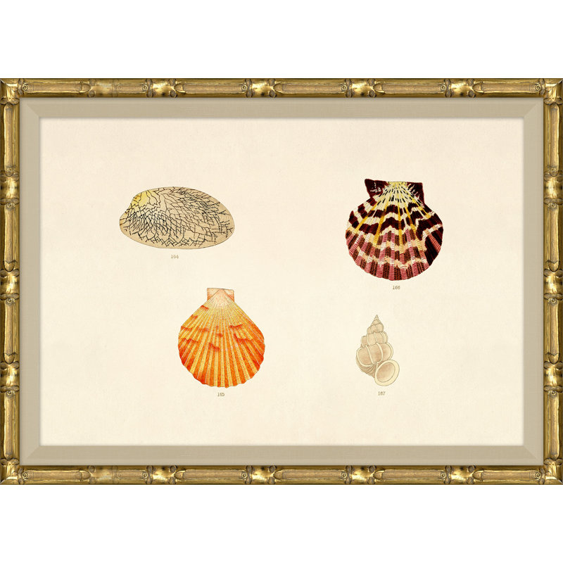 Malacology Study, Plate II