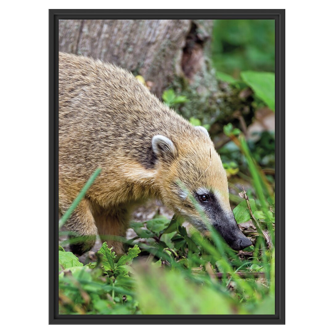 Gerahmtes Wandbild Nasenbär auf Nahrungssuche