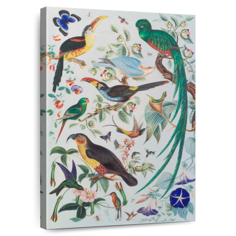 Brampt Exotic Parrots 1850, 51" H x 34" W