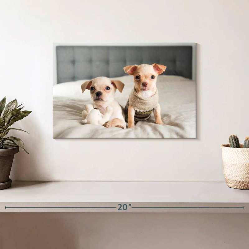 Brampt Chihuahua Buddies, H 8 po x l 12 po