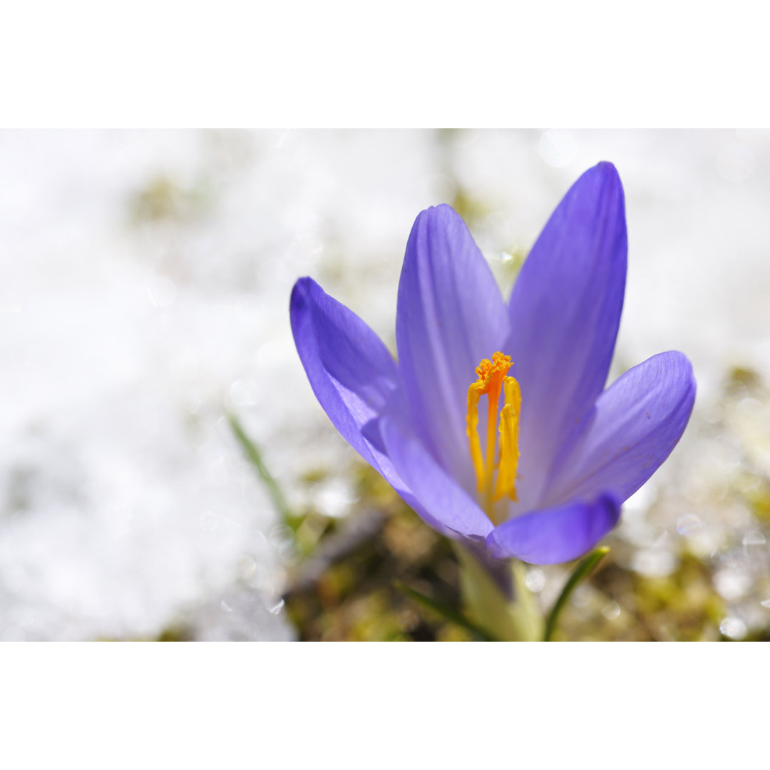 Early Spring Crocus In Snow Series von Ekspansio - Kunstdrucke auf Leinwand ohne Rahmen