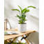 HDHPOT Ceramic Pot Planter