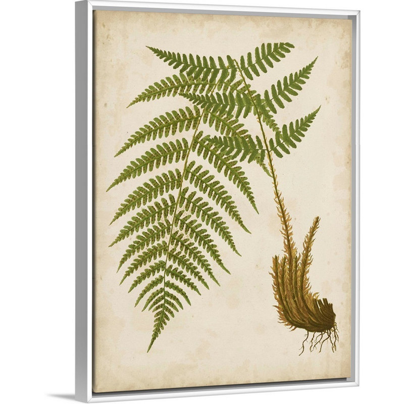 Art mural sur toile Fern Trio III, Toile avec cadre blanc, H 40 po x l 30 po x P 1,75 po