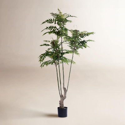 74.8'' TOONA SINENSIS Plant