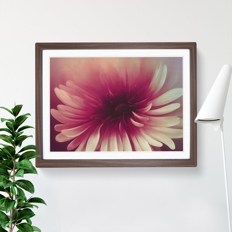 Cute Chrysanthemum Flower Vol.3 - Framed Print, 34cm H x 46cm W x 2cm D, Walnut