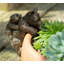 Boatner Animals UV Resistant Stone Garden Statue