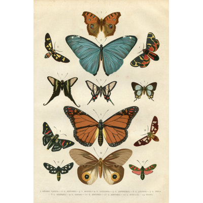 «Avshalom Butterfly Hesperia Illustration 1881» par - impression sur toile tendue