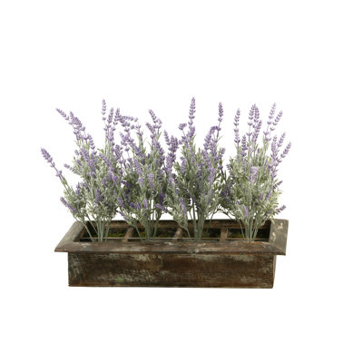 Plantes florales de bureau en pot