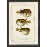Puffer Fish Print