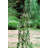 Migues 10cm W Obelisk Trellis-80177894