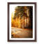 Sunlight Through the Forest - Framed Print-55614008-55614018
