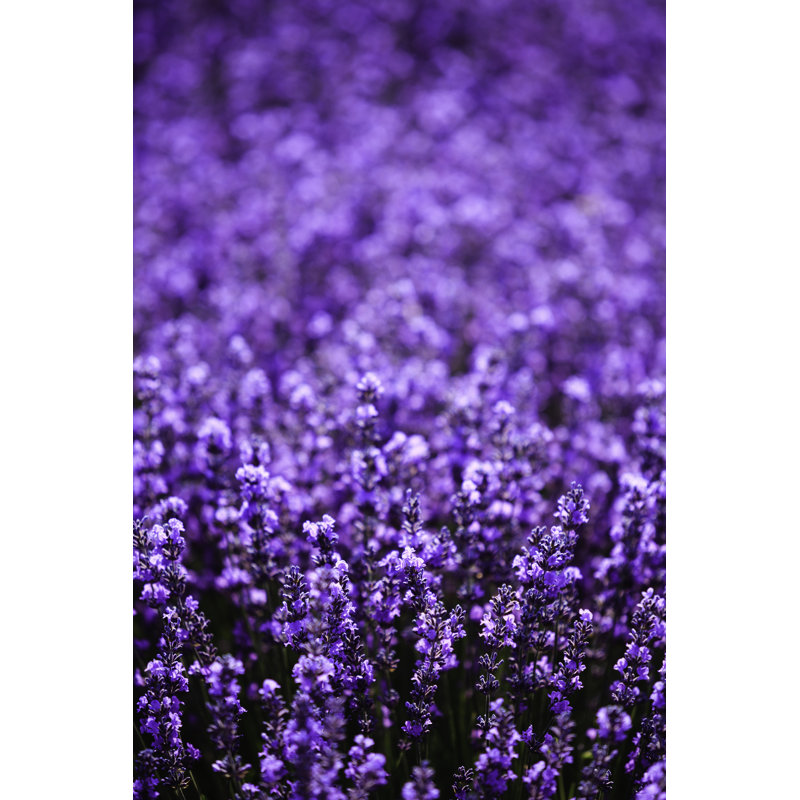 Lavender Field At Sunset by Adam Smigielski - Wrapped Canvas Print, 46cm H x 30cm W x 3.8cm D