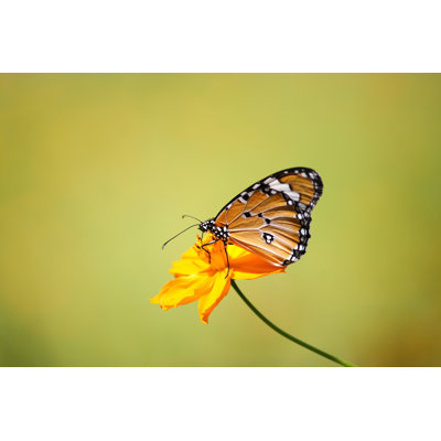Conness Butterfly - Wrapped Canvas Print