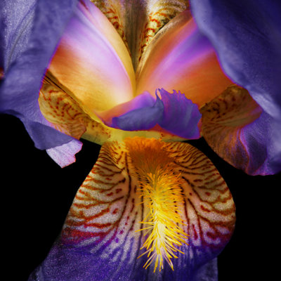 Blooming Iris on Black by Dlerick
