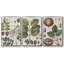 Ensemble de 3 cadres photo sur toile Antique Foliage and Fruit VI-97759110-97759111