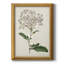 Toile encadrée de qualité supérieure Antique Botanical Collection-1571066097